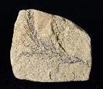 Taxodium dubium (STERNBERG 1823) - Bild © FossNet FossilienStore